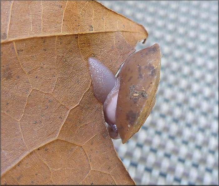 Stenotrema spinosum (I. Lea, 1830) Carinate Slitmouth