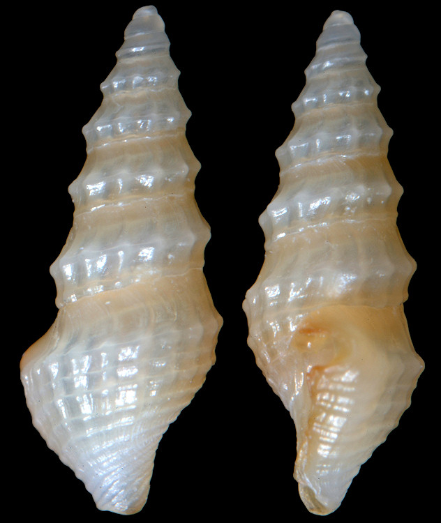Nannodiella vespuciana (d’Orbigny, 1847) Vespucci’s Dwarf-turris