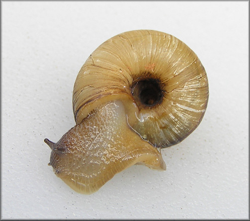 Anguispira kochi (L. Pfeiffer, 1846) Banded Tigersnail