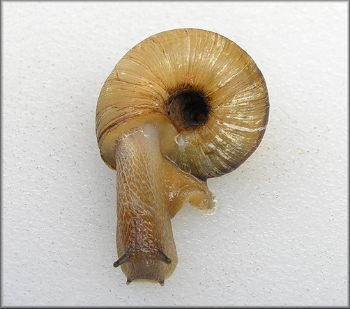 Anguispira kochi (L. Pfeiffer, 1846) Banded Tigersnail