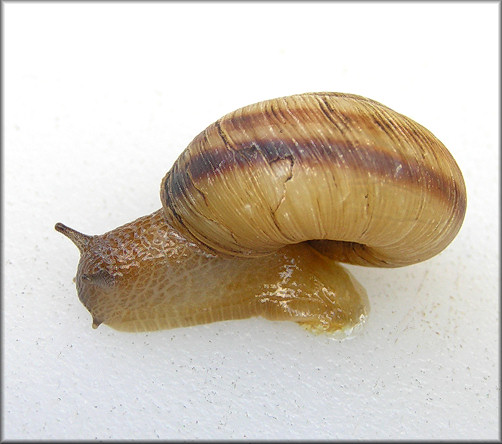 Anguispira kochi (L. Pfeiffer, 1846) Banded Tigersnail