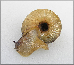 Anguispira kochi (L. Pfeiffer, 1846) Banded Tigersnail