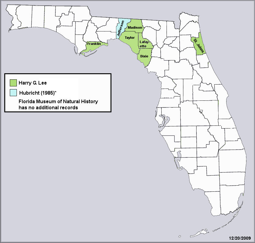 Daedalochila hausmani (Jackson, 1948) Dixie Liptooth Records For Florida