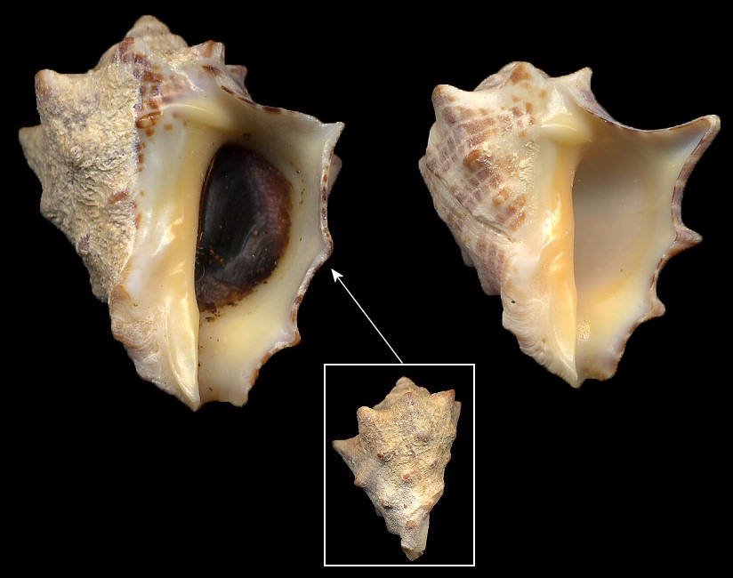 Stramonita speciosa (Valenciennes, 1832)