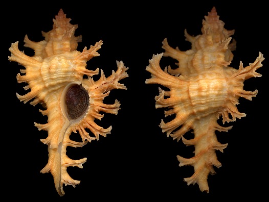 Chicoreus spectrum (Reeve, 1846)