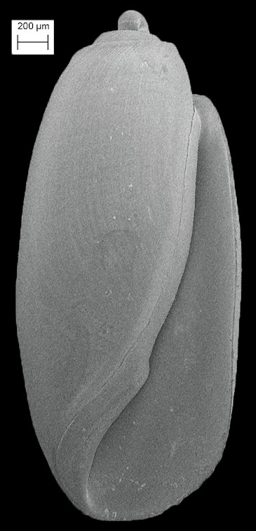 Acteocina sphalera Gardner, 1937 Fossil