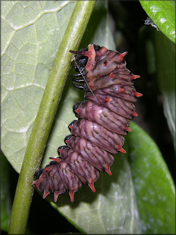 Polydamus Swallowtail [Battus polydamus] Larva