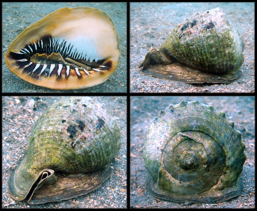 Cassis madagascariensis spinella Clench, 1944 Cameo Helmet