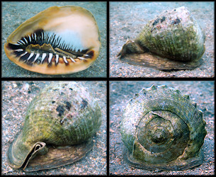 Cassis madagascariensis spinella Clench, 1944 Cameo Helmet