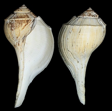 Fulguropsis plagosa (Conrad, 1863) Shouldered Pear Whelk