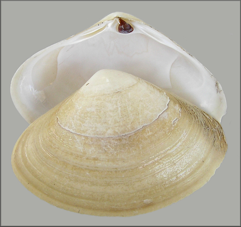 Spisula raveneli (Conrad, 1831) Southern Surfclam