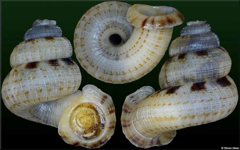 Adamsiella species A