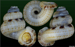 Adamsiella species A