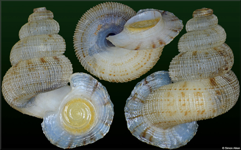 Adamsiella species B