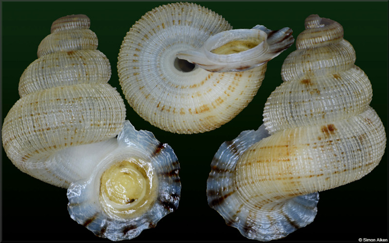 Adamsiella species B