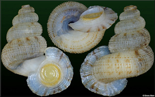 Adamsiella species B