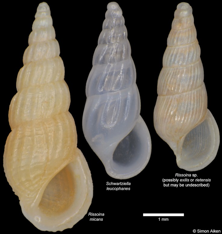 Schwartziella leucophanes (Tomlin, 1931)