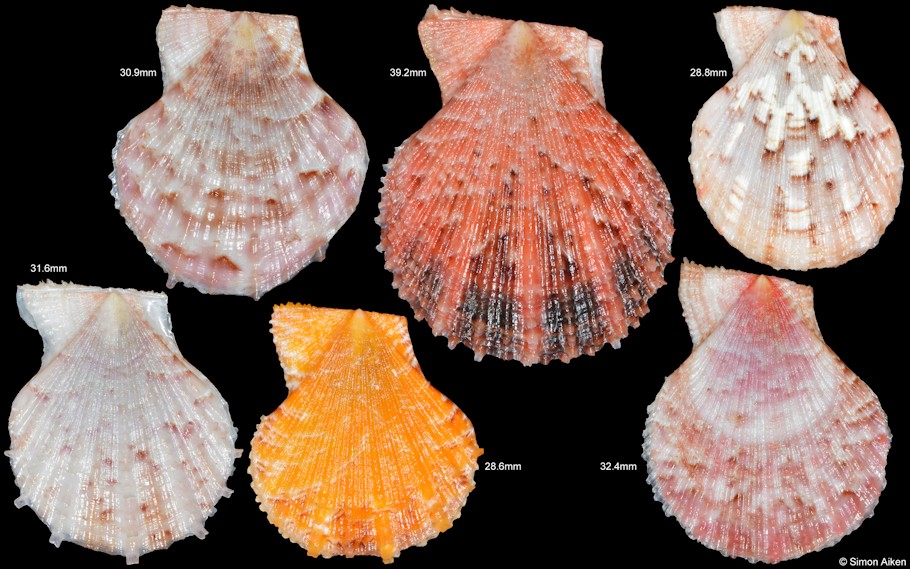 Scaeochlamys squamea Dijkstra and Maestrati, 2009