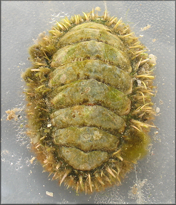 Ceratozona squalida (C. B. Adams, 1845) Eastern Surf Chiton