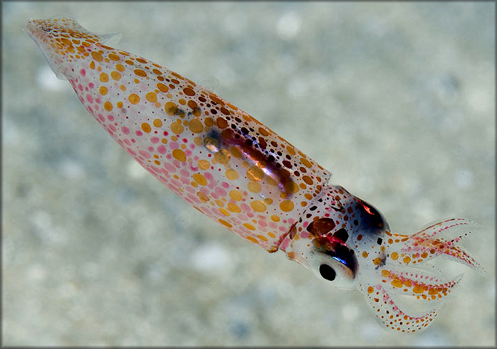 Doryteuthis pleii (Blainville, 1823) Slender Inshore Squid Juvenile