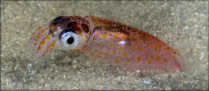 Doryteuthis pleii (Blainville, 1823) Slender Inshore Squid Juvenile