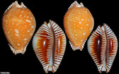 Perisserosa guttata (Gmelin, 1791) Great Spotted Cowrie