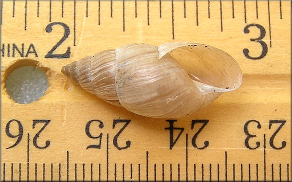 Bulimulus sporadicus At International Golf Parkway Near US-1, St. Johns County, Florida (8/23/2015)