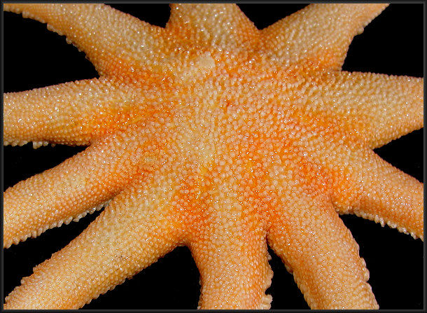 Solaster species E "Kessler's Sun Star"