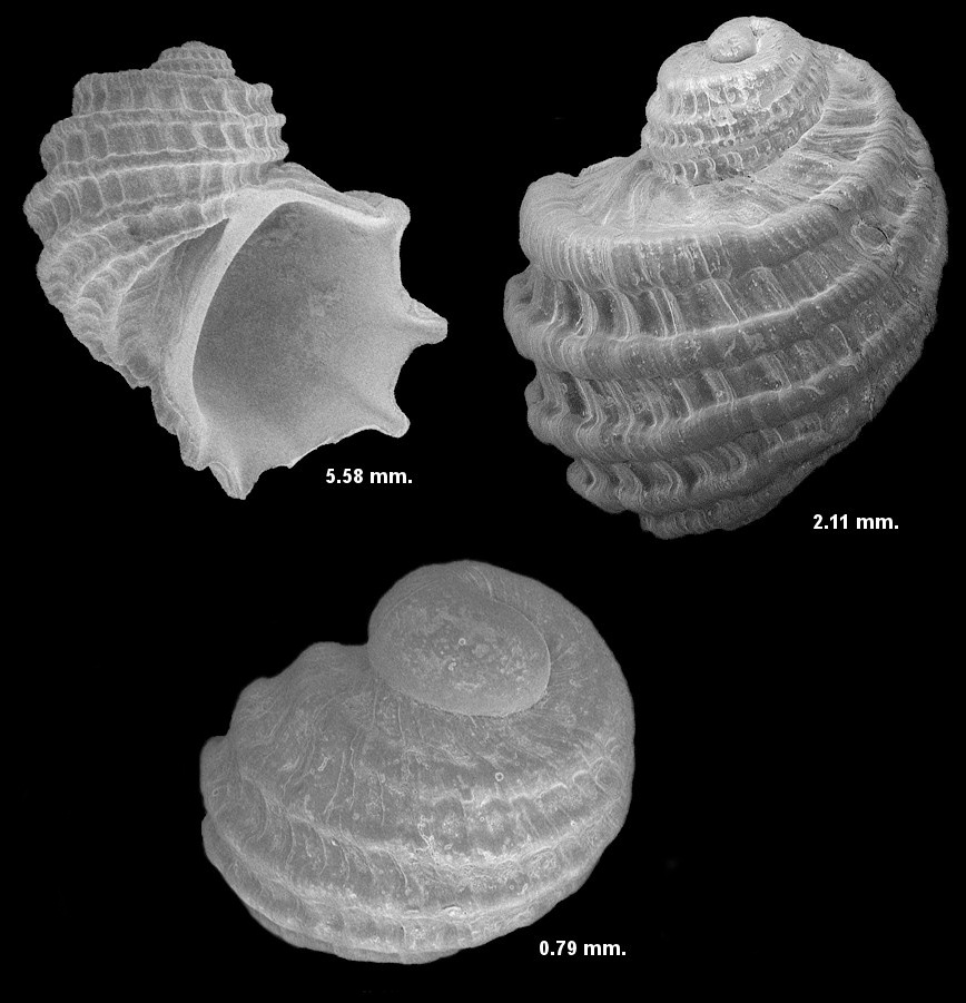 Iselica (Carinorbis) lyra (Conrad, 1834) Fossil