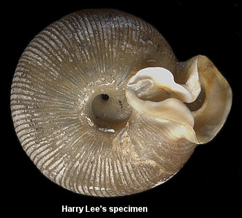 Harry Lee's specimen