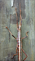 Two-striped Walkingstick [Anisomorpha buprestoides] Female With Parasites
