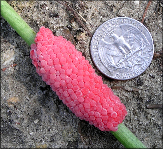 Pomacea egg clutch on the lake shoreline 7/14/2007