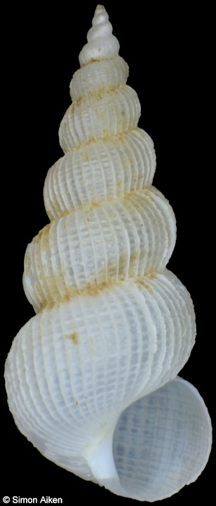 Constantia standeni (Melvill, 1899)