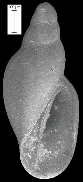 Ersilia stancyki Warn, 1980 Brittlestar Snail