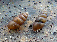 Pupoides modicus (Gould, 1848) Island Dagger