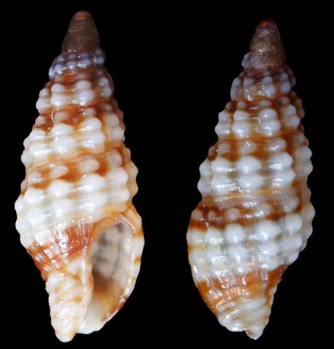 Steironepion minor (C. B. Adams, 1845)