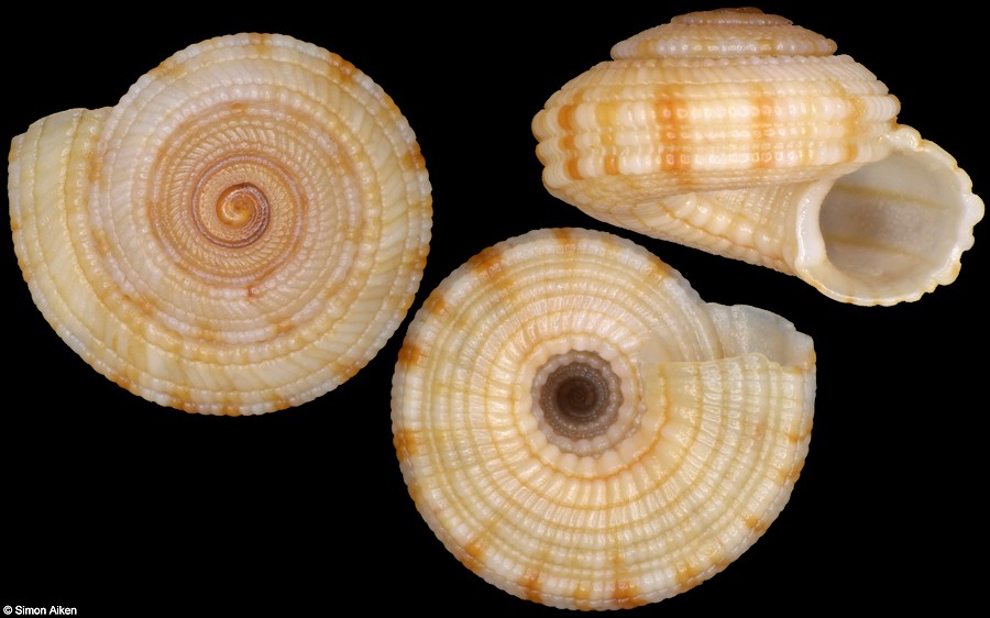 Heliacus sterkii (Pilsbry and Vanatta, 1908)