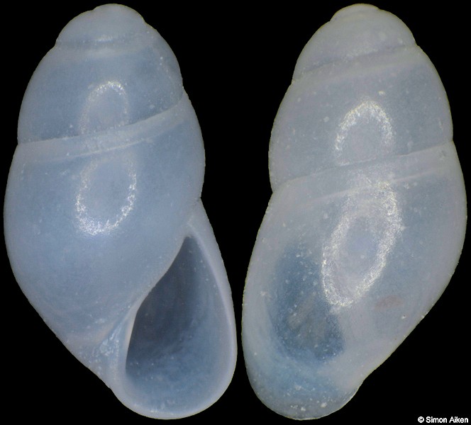 Stilapex cookeanus (Bartsch, 1917) (protoconch is missing)