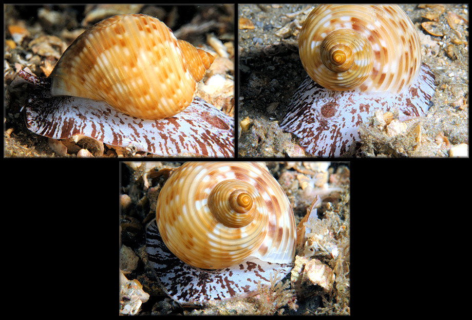 Tonna pennata (Mrch, 1852) Atlantic Partridge Tun