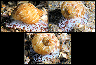 Tonna pennata (Mrch, 1852) Atlantic Partridge Tun