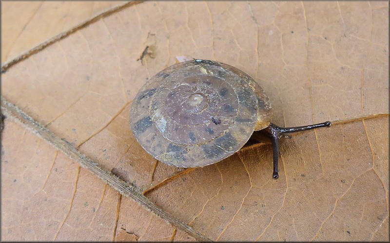 Stenotrema spinosum (I. Lea, 1830) Carinate Slitmouth