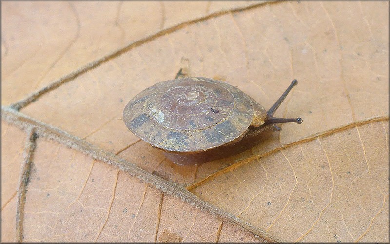 Stenotrema spinosum (I. Lea, 1830) Carinate Slitmouth