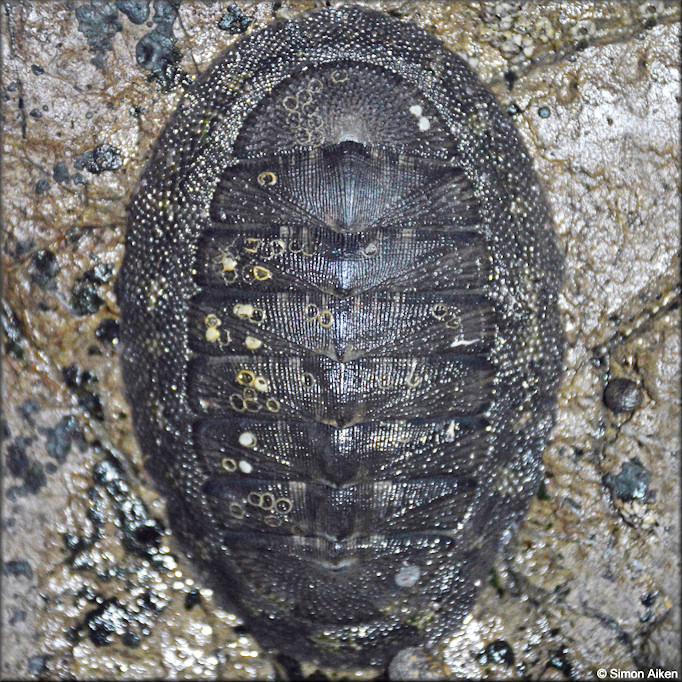 Chiton stokesii Broderip, 1833