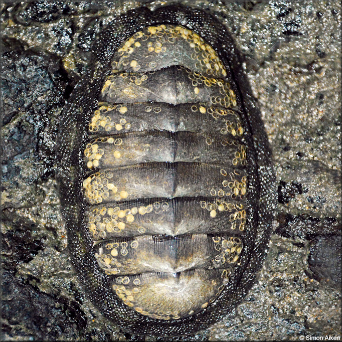 Chiton stokesii Broderip, 1833