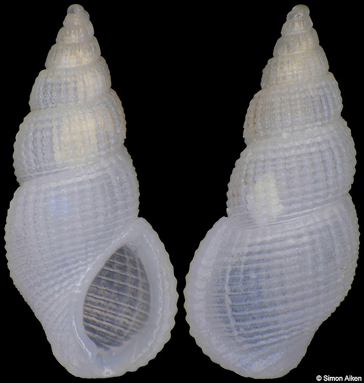 Stosicia mirabilis (Weinkauff, 1881)