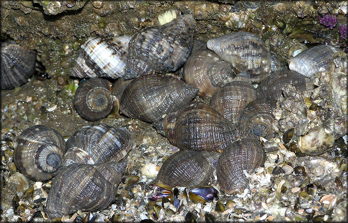 Stramonita haemastoma (Linnaeus, 1767) Florida Rocksnail