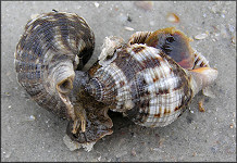 Stramonita haemastoma (Linnaeus, 1767) Florida Rocksnail