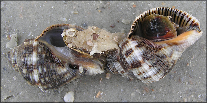 Stramonita haemastoma (Linnaeus, 1767) Florida Rocksnail