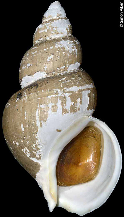 Buccinum striatissimum G. B. Sowerby III, 1899