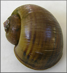 Hatton Chase Subdivision Pomacea canaliculata Striped Specimen